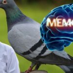 Pigeon Memory
