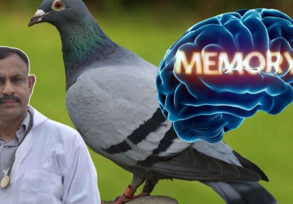 Pigeon Memory