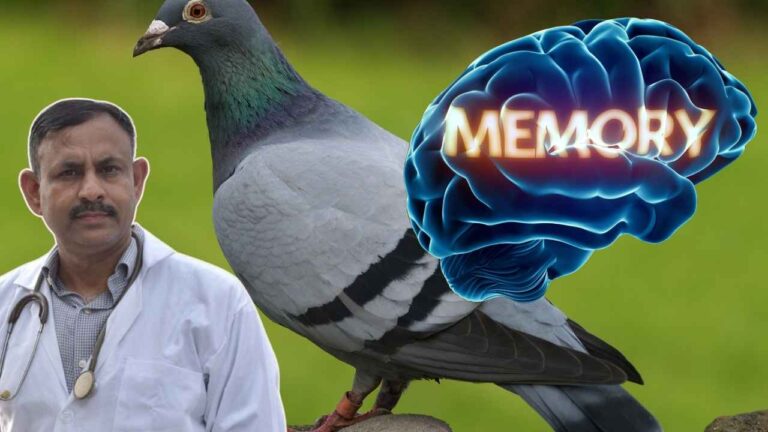 Pigeon Memory