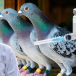 Pigon Vaccination Guide