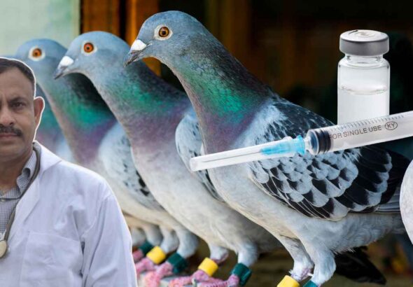 Pigon Vaccination Guide