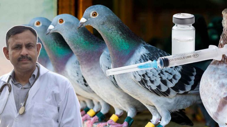 Pigon Vaccination Guide