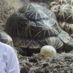 Turtle Breeding