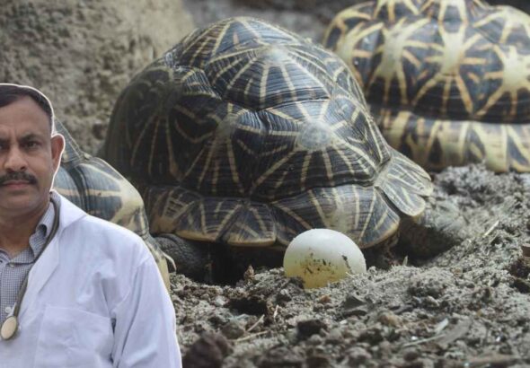 Turtle Breeding