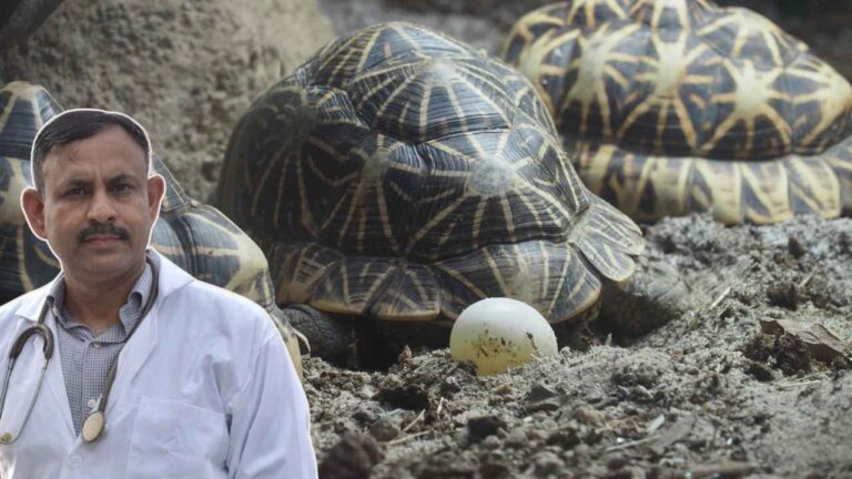 Turtle Breeding