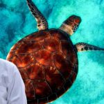 Turtle Care: