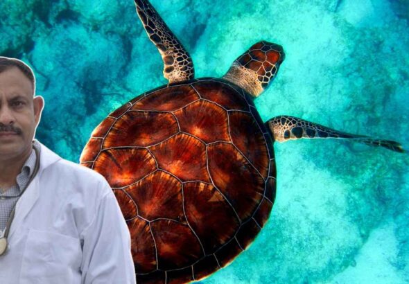 Turtle Care: