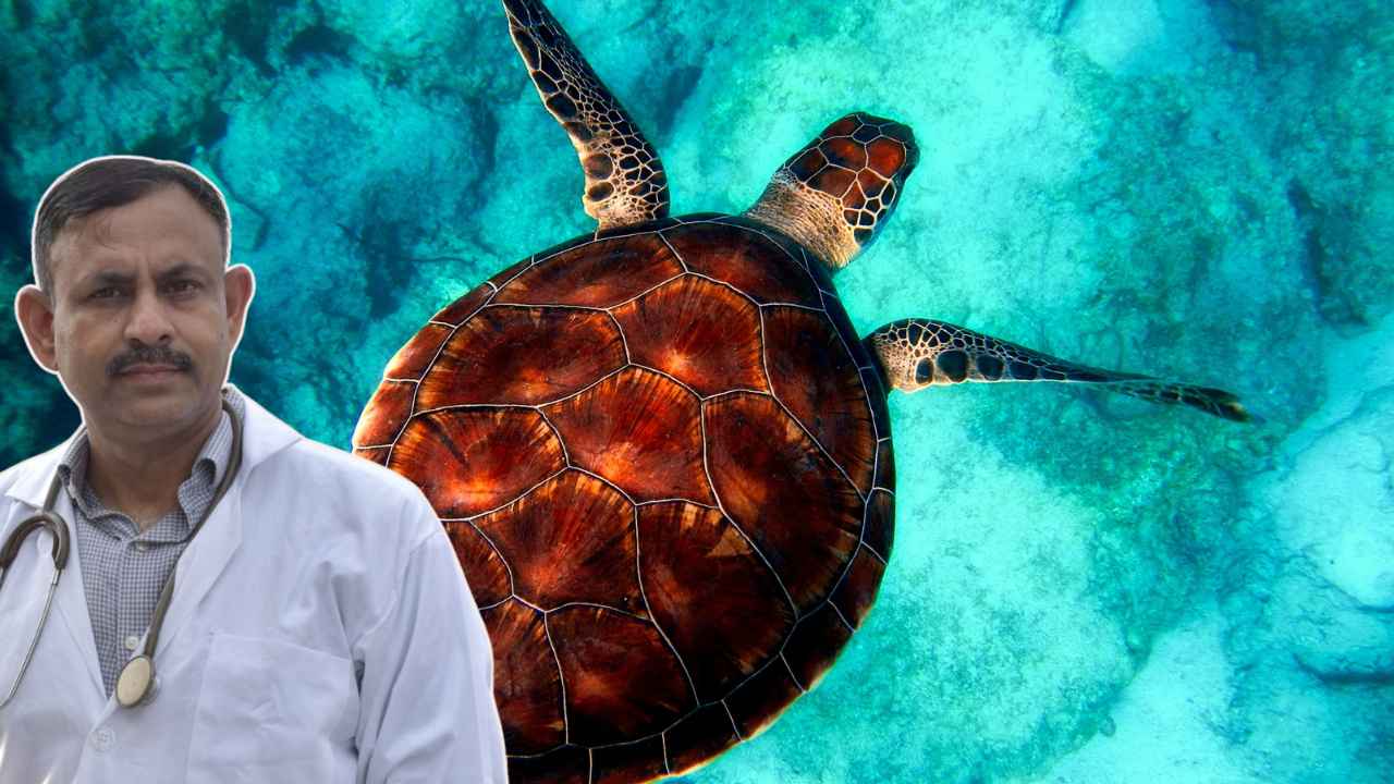 Turtle Care: