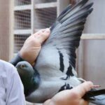What is the most expensive bird in the world?