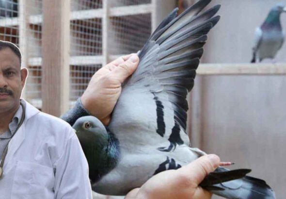 What is the most expensive bird in the world?