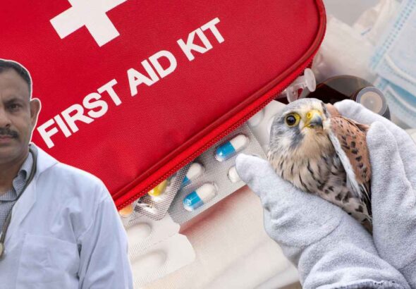 bird first aid