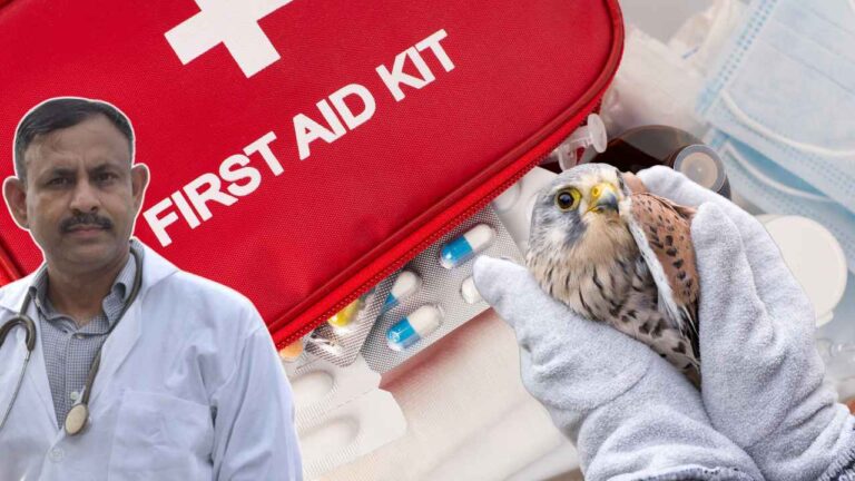 bird first aid