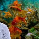 Aquarium Fish