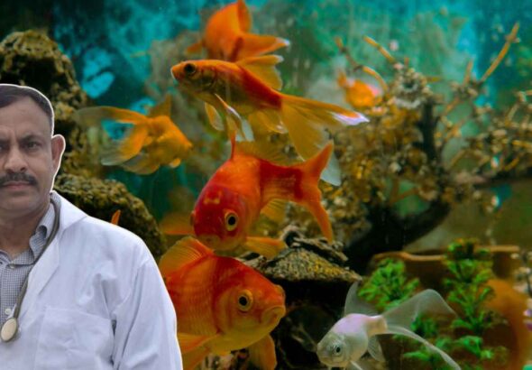 Aquarium Fish