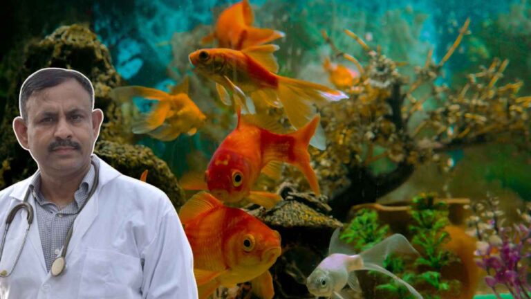 Aquarium Fish