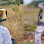King Cobra vs Cobra