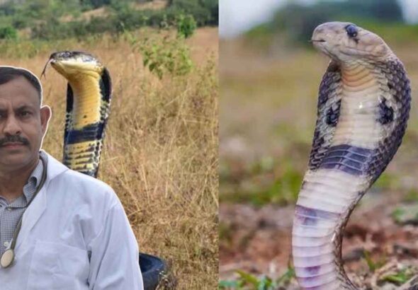 King Cobra vs Cobra