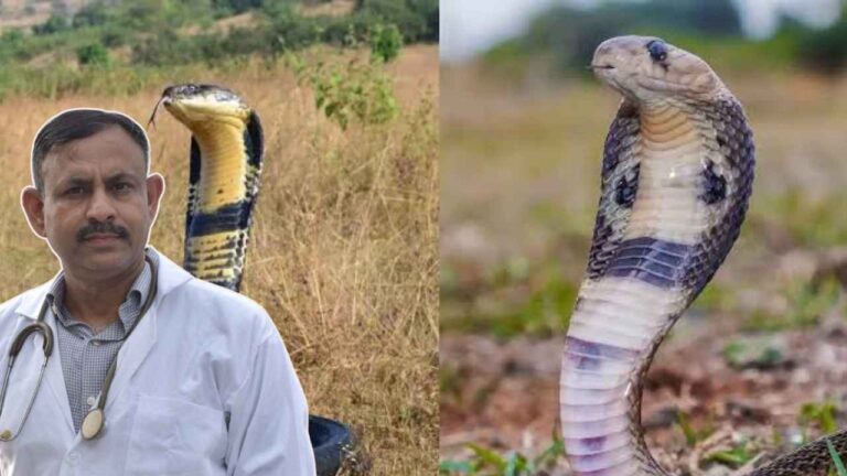 King Cobra vs Cobra