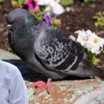 Pigeon Care