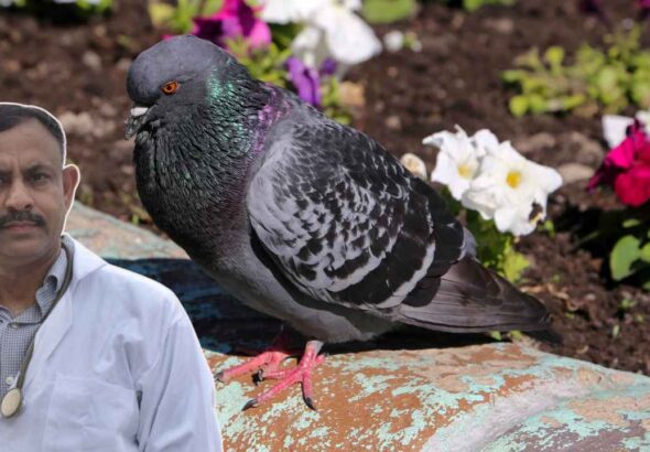 Pigeon Care