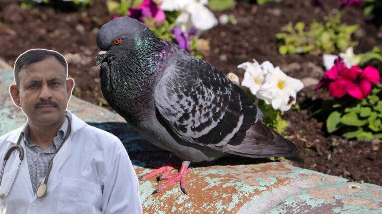 Pigeon Care