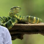 Snake Facts: