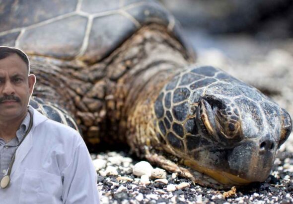 Turtle Sleep