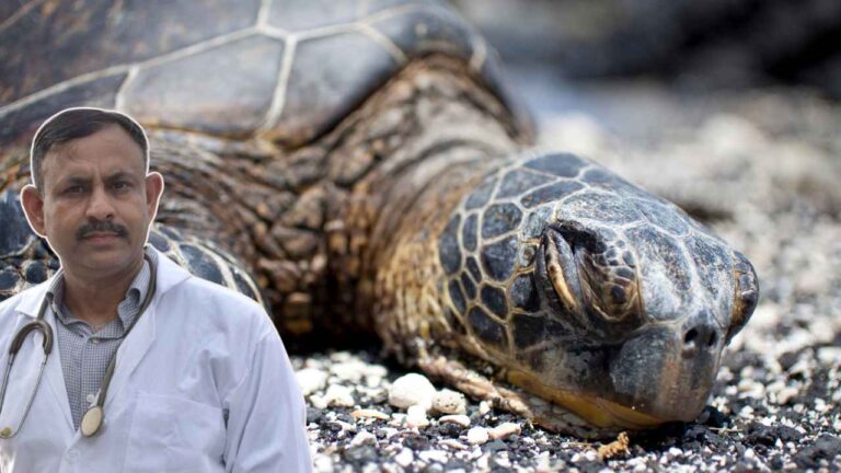 Turtle Sleep
