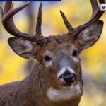 deer antlers fall every year