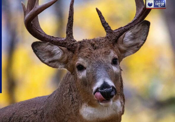 deer antlers fall every year