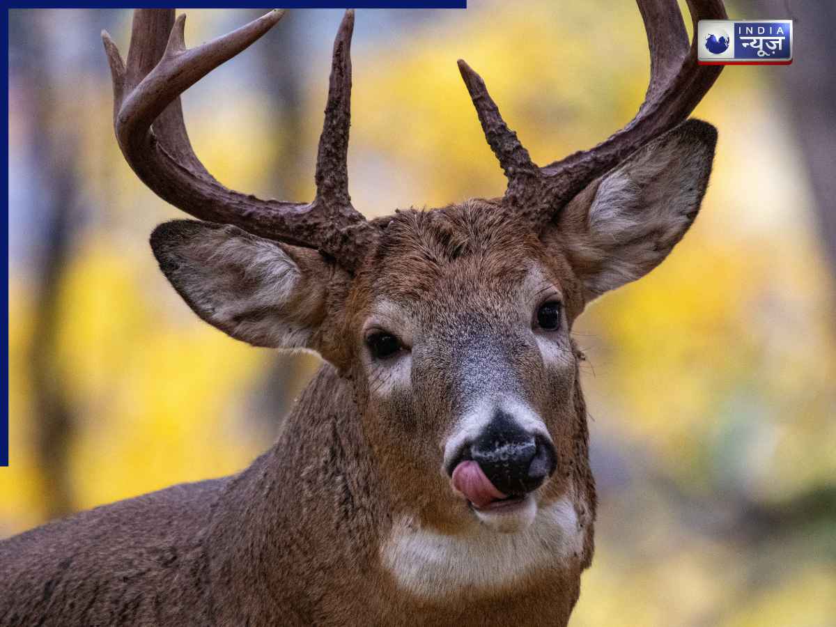 deer antlers fall every year