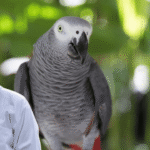 African Grey Parrot