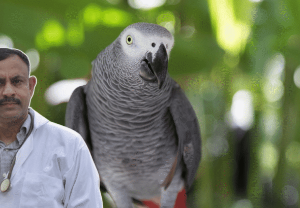 African Grey Parrot