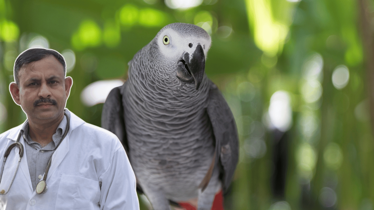 African Grey Parrot