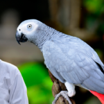 African Grey Parrot