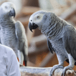 African Grey Parrot