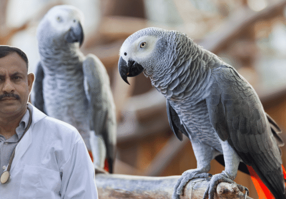 African Grey Parrot