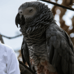 African Grey Parrot