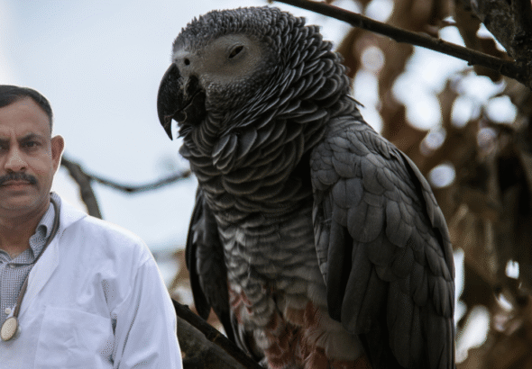 African Grey Parrot