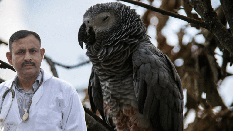 African Grey Parrot