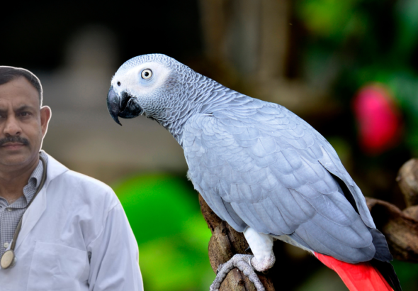 African Grey Parrot