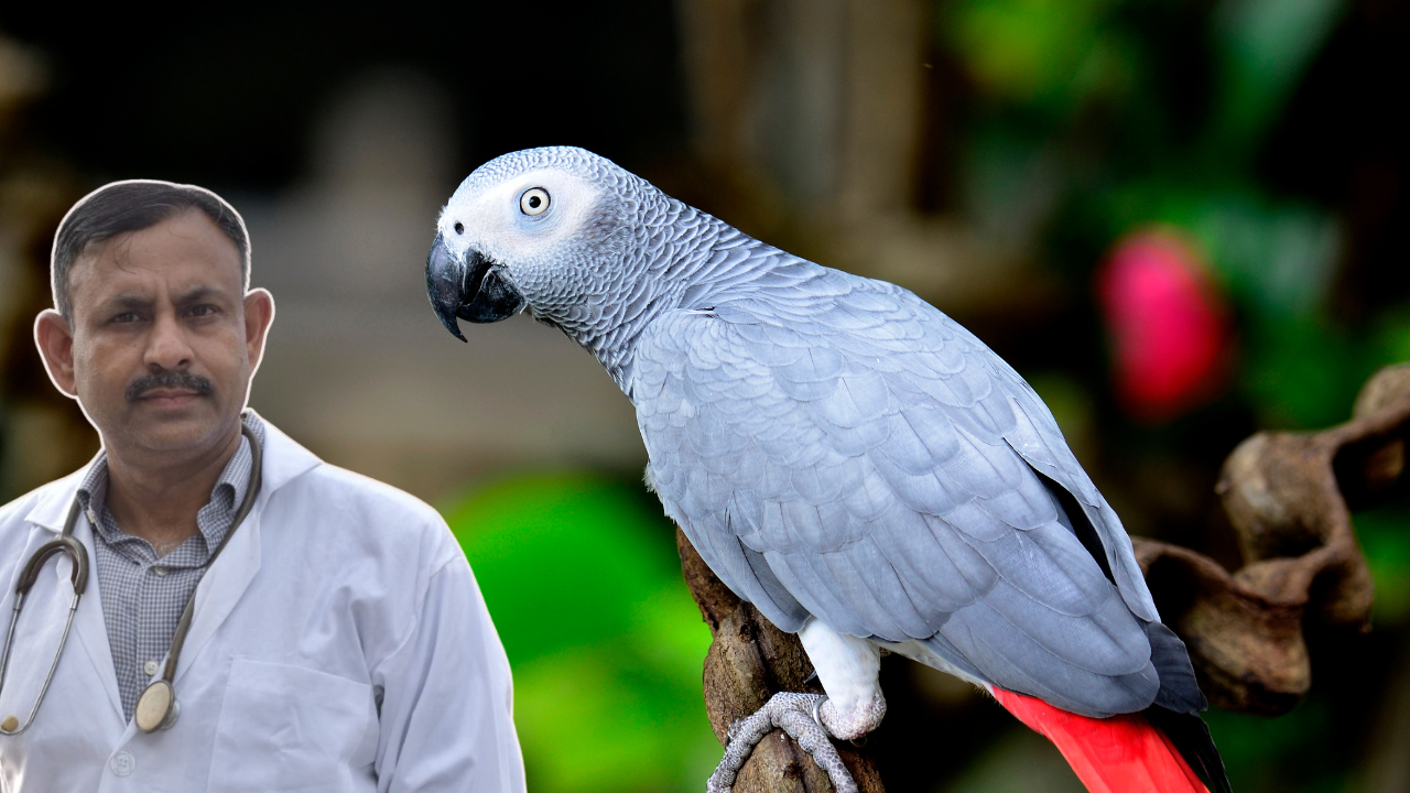 African Grey Parrot