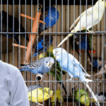 Budgerigar Cage