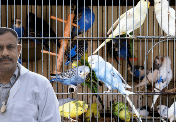 Budgerigar Cage