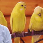 Canary