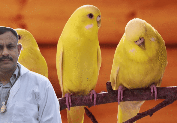 Canary