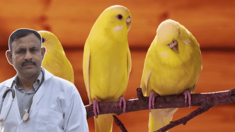 Canary
