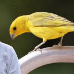 Canary