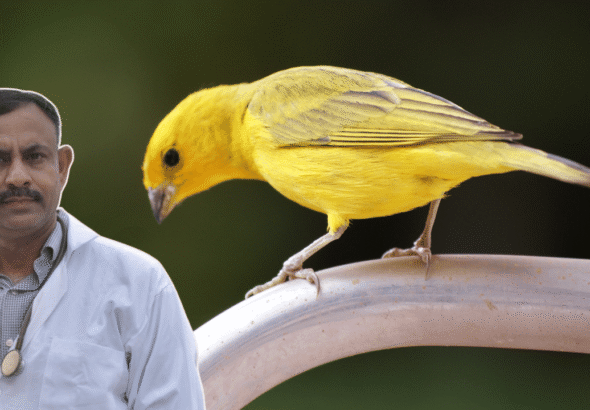 Canary