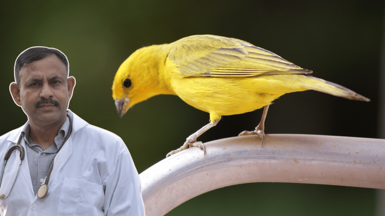 Canary